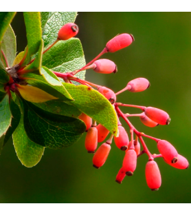 Berberis flavour